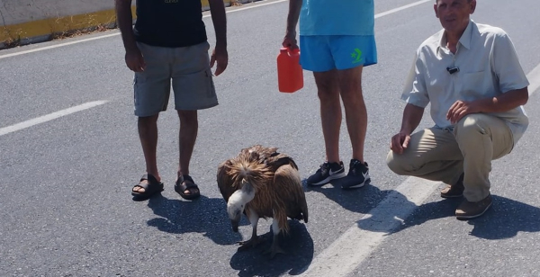 Κρήτη: Ο καύσωνας «προσγείωσε» γυπαετό - Σώθηκε με την παρέμβαση οδηγών (Βίντεο - Φωτογραφίες)