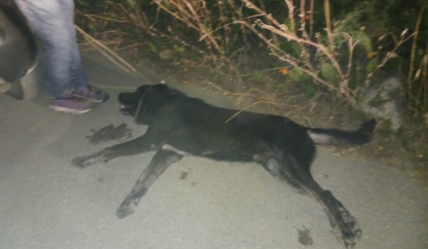 Βόλος: Νέα κακοποίηση ζώου - Έσερναν σκύλο με το αυτοκίνητο