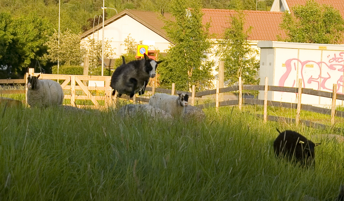 Βόλος: Τα πρόβατα που έφαγαν 300 κιλά κάνναβης «πηδούσαν πιο ψηλά και από τις κατσίκες»