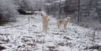 Λευκοί λύκοι υποδέχονται το πρώτο χιόνι - Το υπέροχο βίντεο του Αρκτούρου