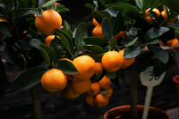 Το πιο εύκολο φρούτο για να καλλιεργήσετε στο μπαλκόνι σας