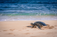 Νεκρές θαλάσσιες χελώνες σε Αλεξανδρούπολη και Θάσο