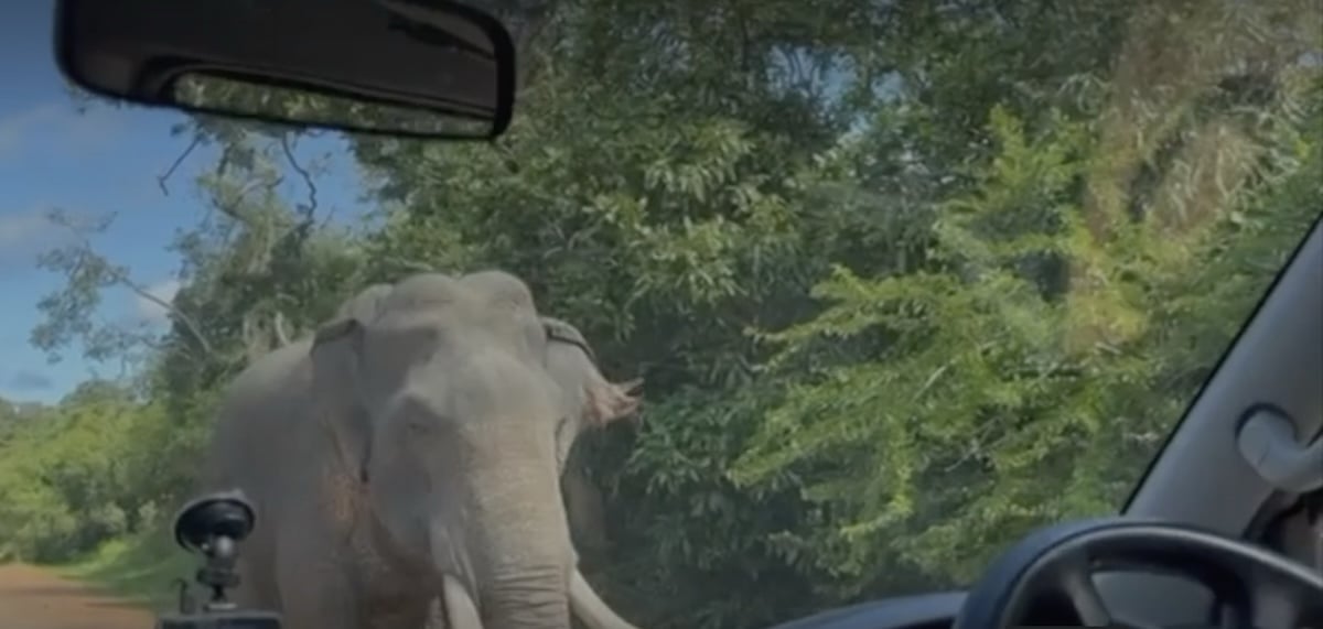 Σρι Λάνκα: Η συγκλονιστική στιγμή που ένας ελέφαντας επιτίθεται στο βαν μιας οικογένειας (βίντεο)