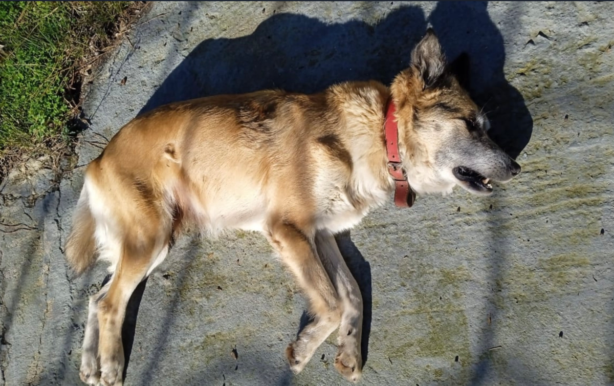 Σήφης Βαλυράκης: Δηλητηρίασαν την σκυλίτσα του - Τι έδειξε η νεκροψία