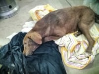 Φρίκη στη Νάουσα: Δηλητηρίασαν την τυφλή σκυλίτσα, που περπάτησε 10χλμ για να βρεθεί στον άνθρωπό της