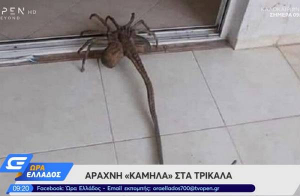 «Εξωγήινη» αράχνη έκανε την εμφάνισή της στα Τρίκαλα
