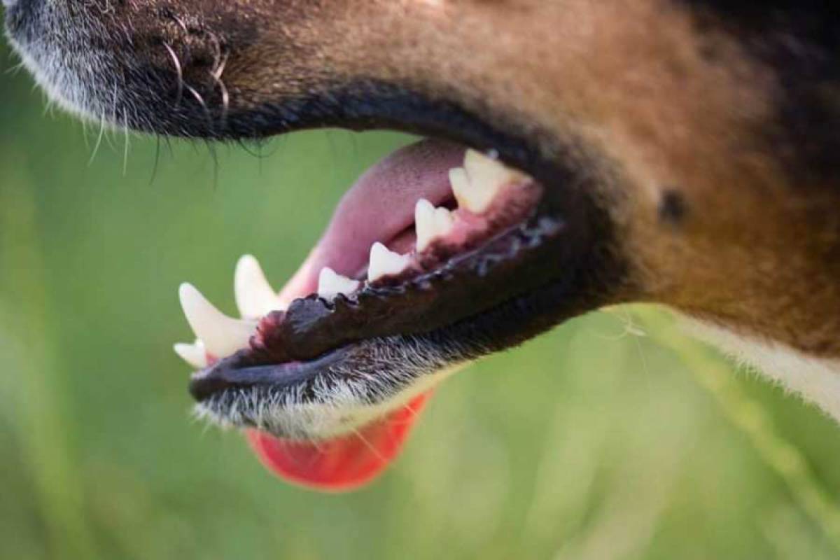 Τραγωδία στα Γλυκά Νερά: Νεκρό από επίθεση σκύλου βρέφος τριών μηνών