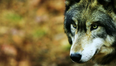 Λύκος επιτέθηκε σε οικογένεια στην Πάρνηθα - Κατασπάραξε τον σκύλο τους