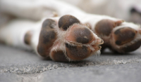 Νέο περιστατικό κακοποίησης ζώου: Οδηγός τραβούσε σκύλο με αλυσίδα στην Πάτρα