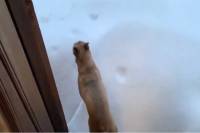 Η απίστευτη αντίδραση σκύλου μόλις βγαίνει στο χιόνι