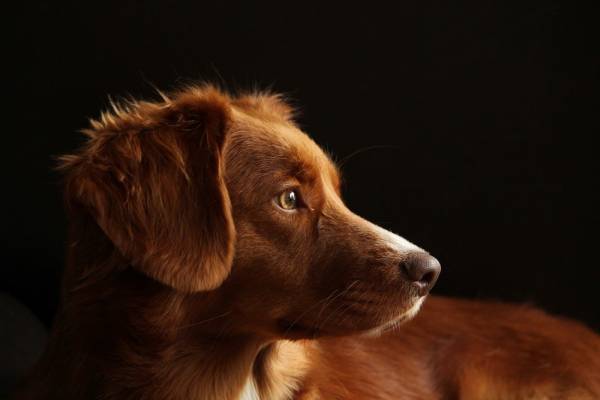 Σκύλοι εκπαιδεύονται να ανιχνεύουν τον κορονοϊό - Πού θα χρησιμοποιούνται