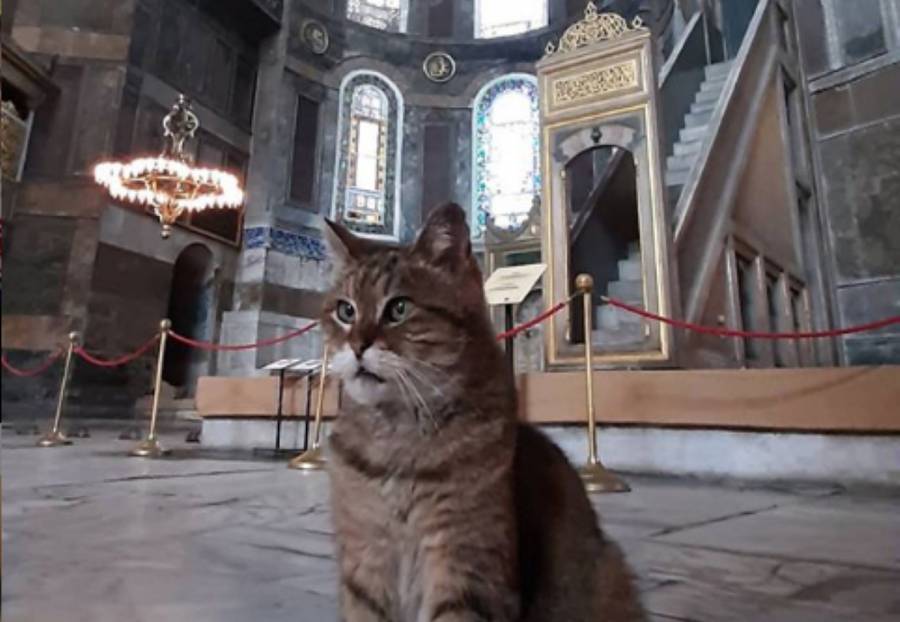 Η διάσημη γάτα της Αγίας Σοφίας μένει σπίτι της