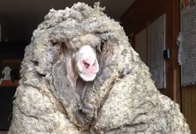Το πρόβατο που κουβαλούσε 34 κιλά μαλλί - Το κούρεψαν μετά από χρόνια