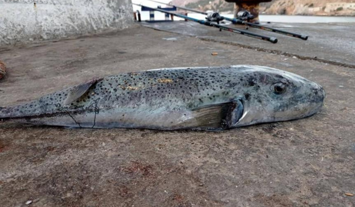 Εφιάλτης οι λαγοκέφαλοι στην Κάλυμνο: Οι ψαράδες ζητούν επικήρυξη - Ο κίνδυνος στα επόμενα 10 χρόνια