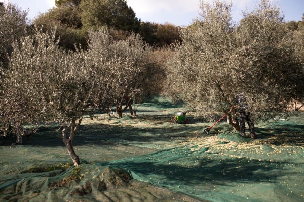 Το «σωσίβιο» στην Ελλάδα που προστατεύει την ελιά από το πρώιμο καλοκαίρι