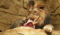 Οργή για ζωολογικό κήπο της Τσεχίας: Τάισαν νεκρή καμηλοπάρδαλη σε λιοντάρια