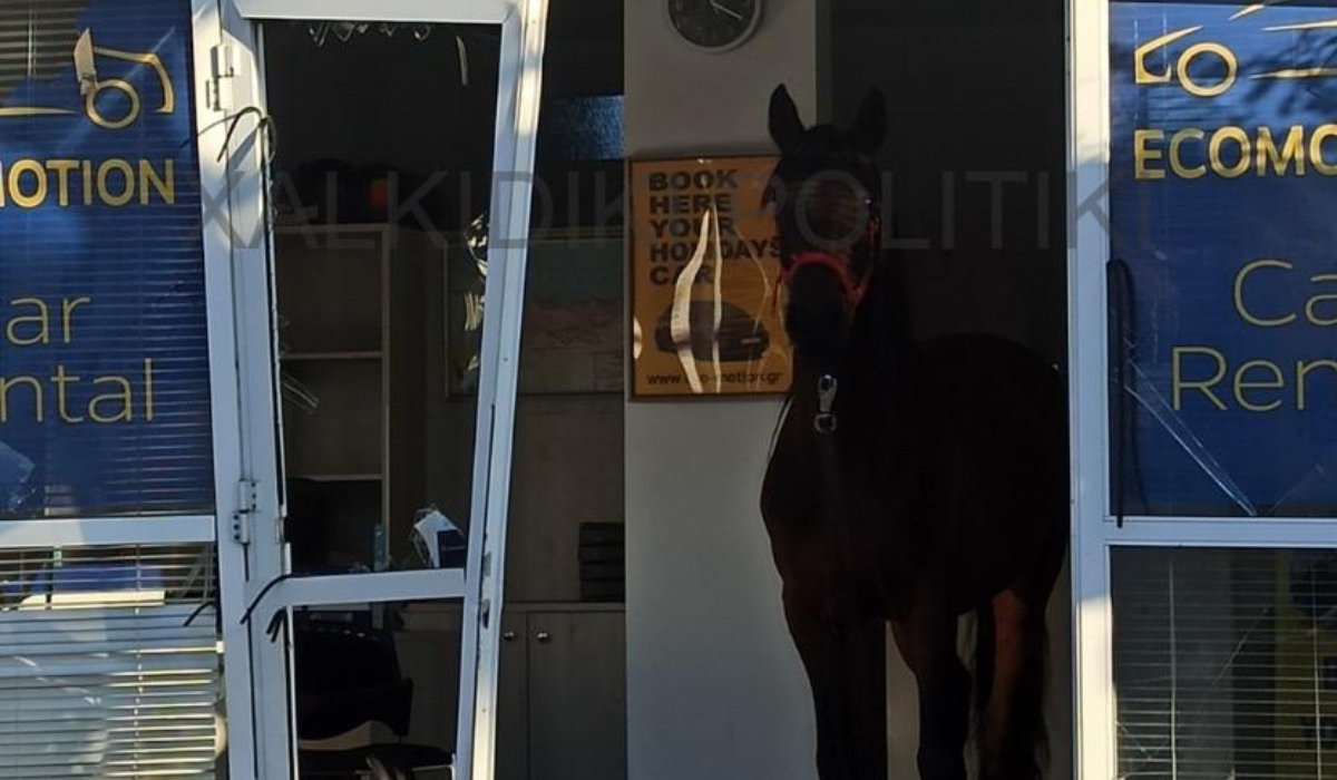 Άλογο μπήκε σε κατάστημα στη Χαλκιδική και το έκανε… καλοκαιρινό