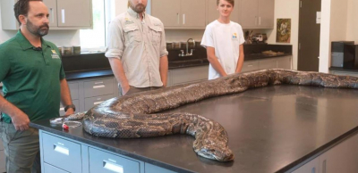 Πύθωνας 100 κιλών και 5 μέτρων στις ΗΠΑ, ο μεγαλύτερος που βρέθηκε ποτέ στη Φλόριντα (βίντεο)