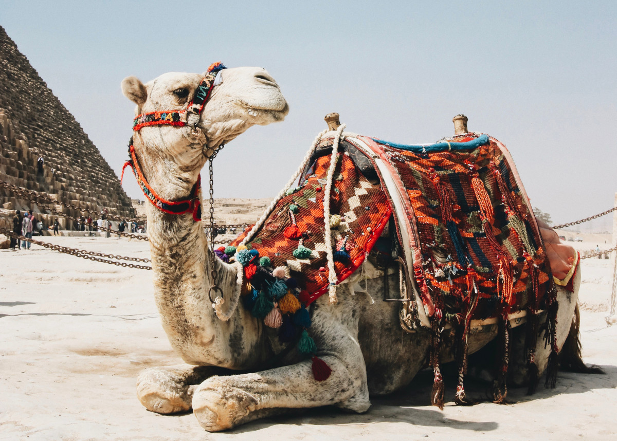 Μουντιάλ 2022: Προειδοποίηση για την «γρίπη της καμήλας» - Τι είναι και πώς μεταδίδεται