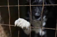 Πάτρα: «Καμπάνα» 10.000 ευρώ σε γυναίκα που έχει 13 σκυλιά στο διαμέρισμα
