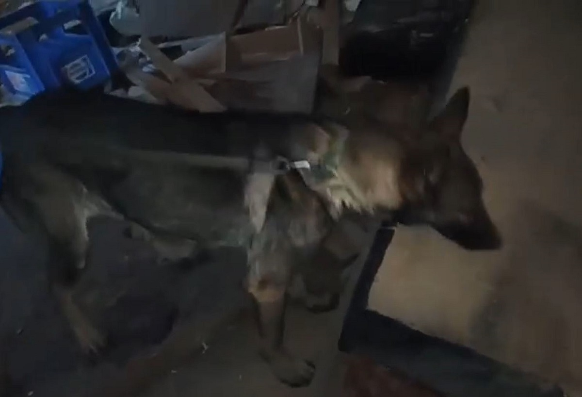 Ο αστυνομικός σκύλος ναρκωτικών «Roxy» ξεσκέπασε 1 κιλό κοκαΐνη - Βίντεο