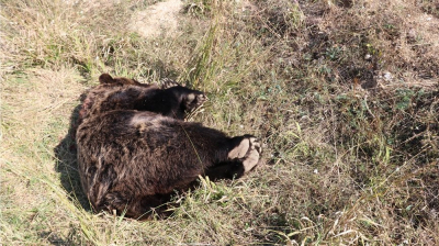Νεκρή από σφαίρες αρκούδα στο Βροντερό Πρέσπας