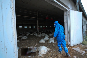 Κίνα: Πρώτο κρούσμα σε άνθρωπο Η10Ν3 της γρίπης των πτηνών