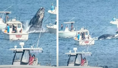 H στιγμή που τεράστια φάλαινα συγκρούεται με σκάφος (Βίντεο)