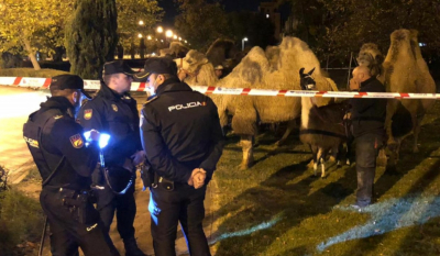 Μαδρίτη: Οκτώ καμήλες και ένα λάμα έκαναν βόλτα στους δρόμους