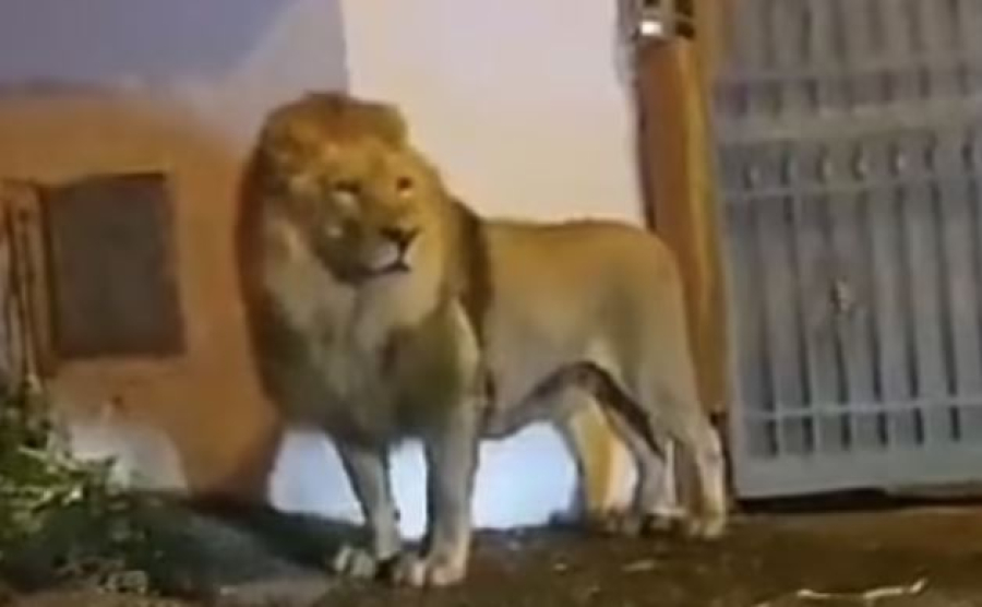 Ρώμη: Λιοντάρι δραπέτευσε και κυκλοφορεί στους δρόμους της πόλης - Δείτε βίντεο