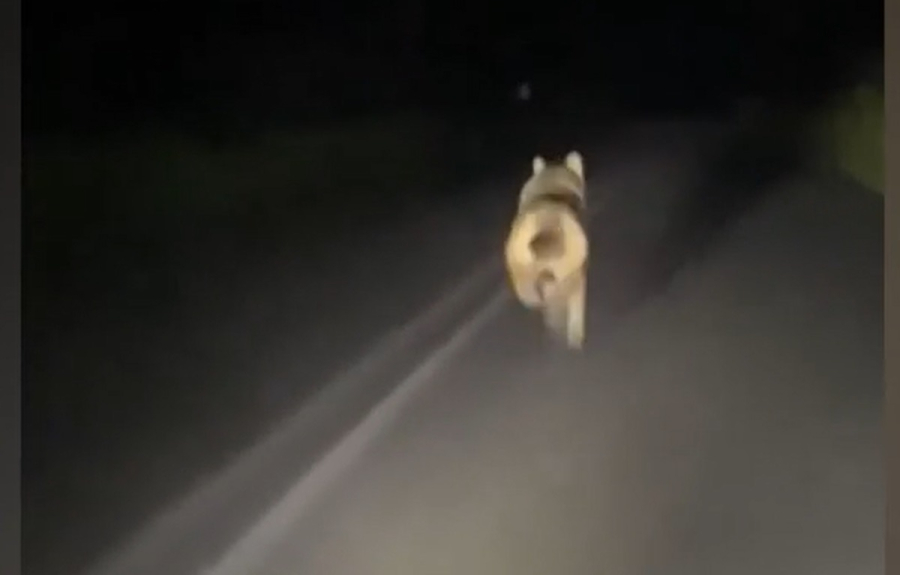 Οργή με παρέα νεαρών που κυνηγάει λύκο με το αυτοκίνητο - Βίντεο