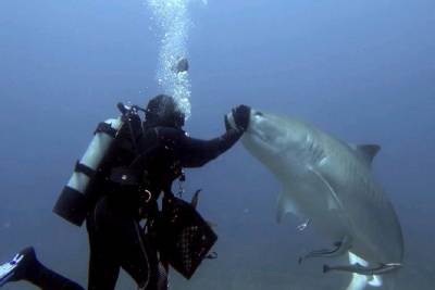 Εντυπωσιακά πλάνα: Δύτες υπνωτίζουν καρχαρίες