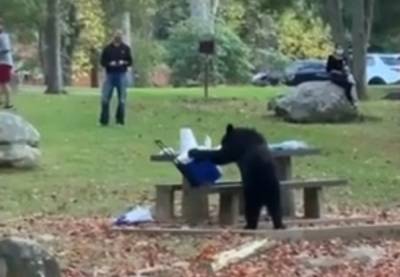 Αρκούδα έκλεψε φορητό ψυγείο από παρέα που έκανε πικ νικ