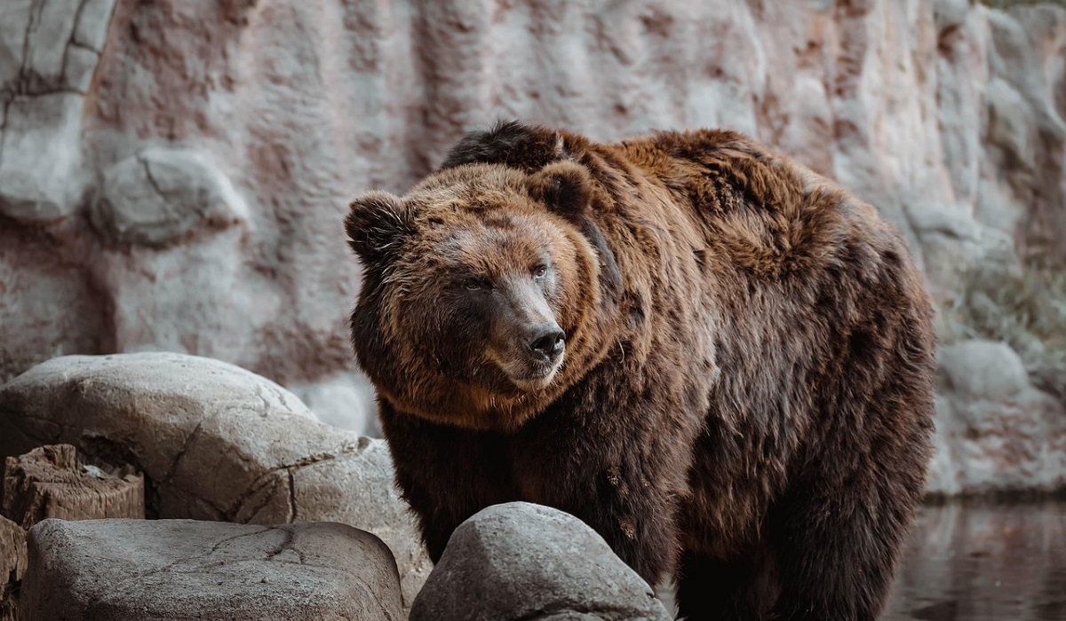 Αρκτούρος: Σε χειμερία νάρκη έπεσαν οι αρκούδες στο Νυμφαίο, νωρίτερα από κάθε άλλη χρονιά