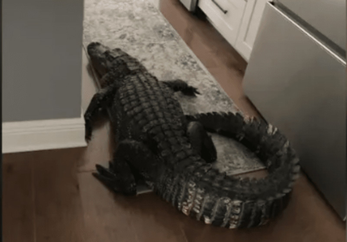 Ανεπιθύμητος επισκέπτης – Γυναίκα ήρθε αντιμέτωπη με αλιγάτορα δύο μέτρων μέσα στο σπίτι της (Βίντεο)