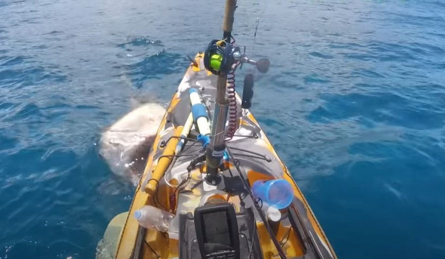 Σοκαριστικό βίντεο: Καρχαρίας - τίγρης αρπάζει βάρκα με τα σαγόνια του