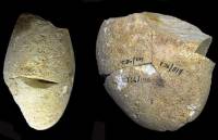 Εργαλείο αρχαιότερο από τον άνθρωπο βρέθηκε σε σπηλιά στο Ισραήλ