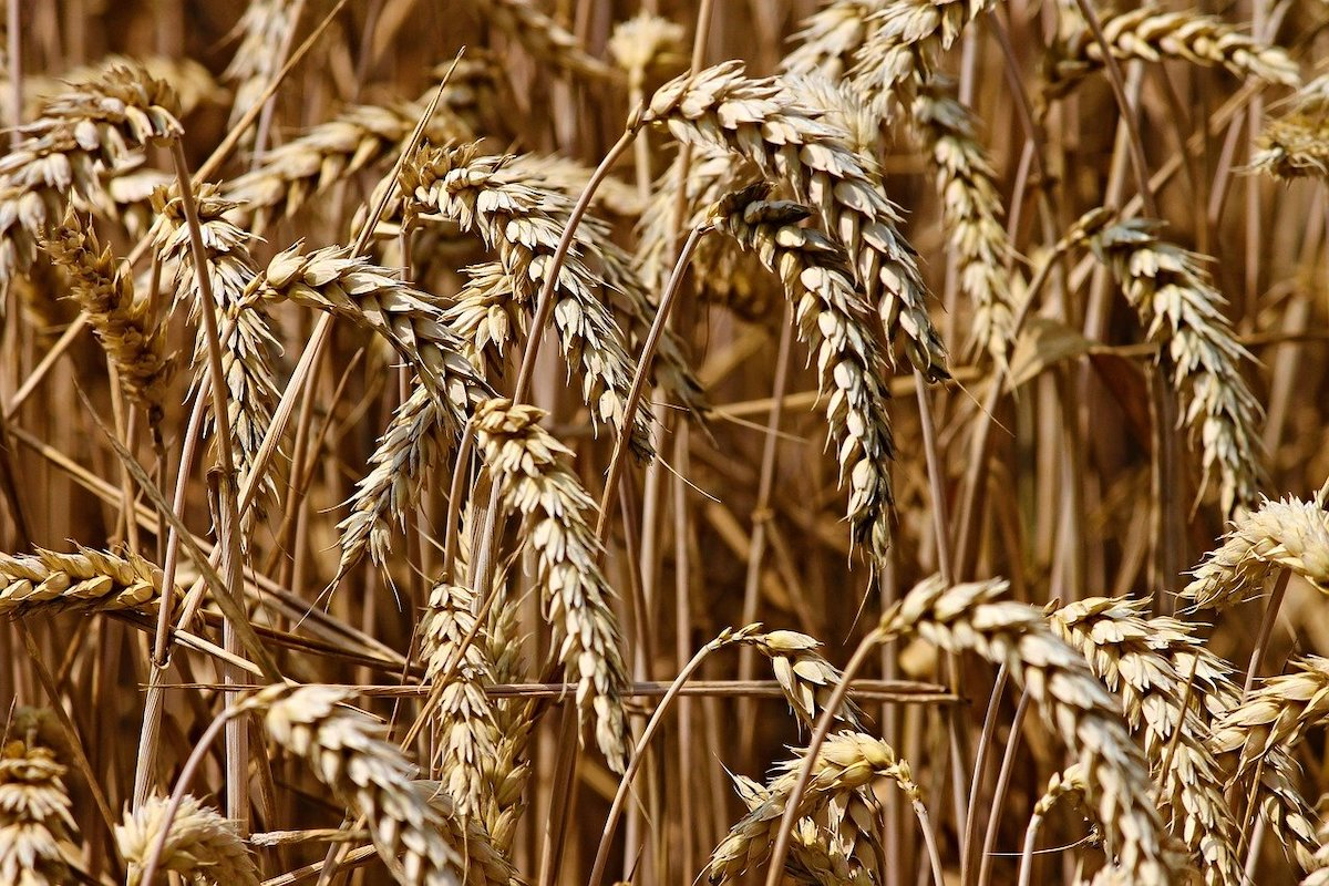 Φόβοι για παγκόσμια έλλειψη τροφίμων - Κατά 35% μειώθηκε η παραγωγή σιταριού στην Ουκρανία