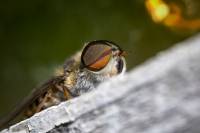 Παράσιτα βγαλμένα από θρίλερ: Μετατρέπουν τις μύγες σε... ζόμπι