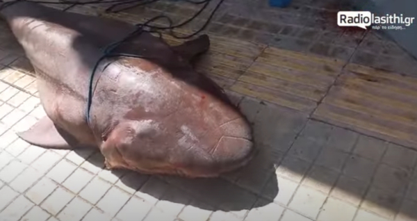 Ιεράπετρα: Ψαράδες σήκωσαν τα δίχτυα τους και έβγαλαν καρχαρία 300 κιλών (δείτε βίντεο)