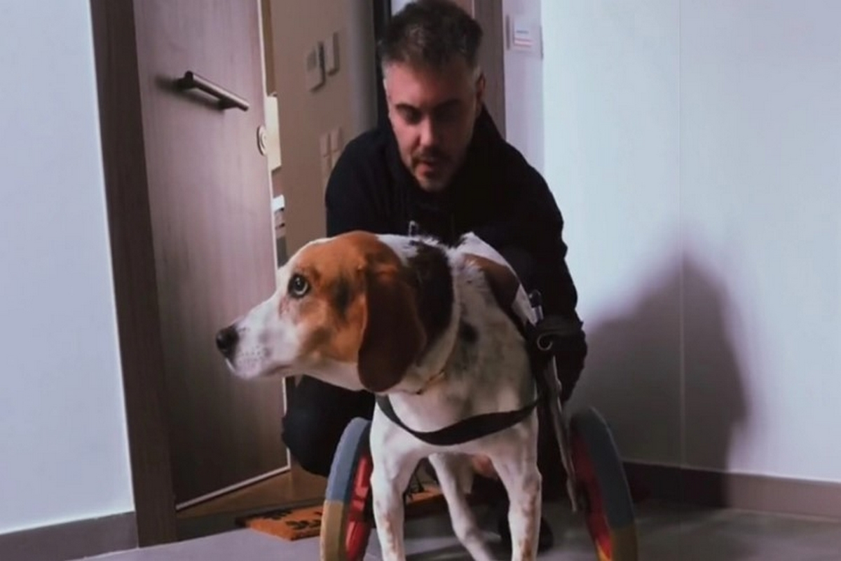 Μιχάλης Χατζηγιάννης: Το συγκινητικό βίντεο με την σκυλίτσα του Ζάνη