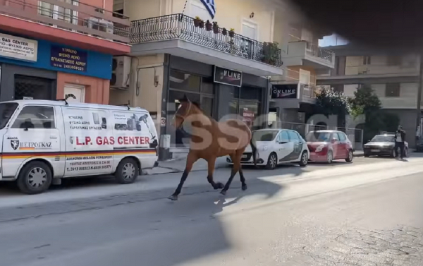Λάρισα: Άλογο έκοβε βόλτες στο κέντρο της πόλης