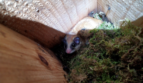 Μυωξός: Ποιος είναι ο άγνωστος «ποντικοσκίουρος» που μαρτυρά την υγεία ενός δάσους