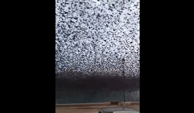 Πάτρα: Χιτσκοκικό σκηνικό - Μαύρισε ο ουρανός από σμήνος πουλιών (Βίντεο)