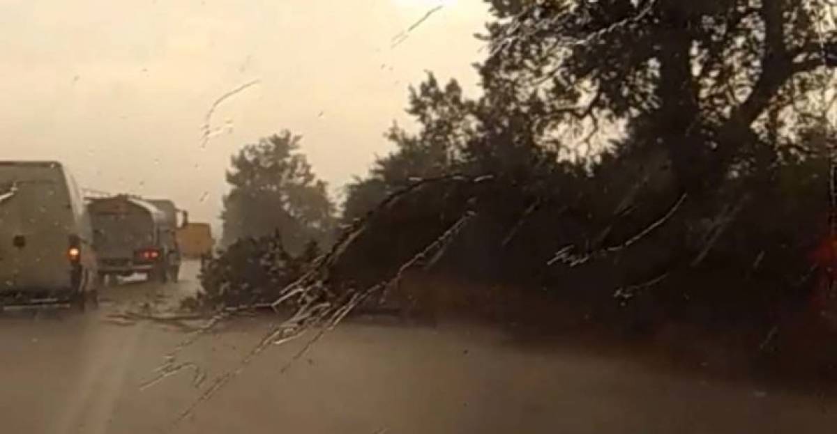 Λάρισα: Οδηγοί στο έλεος της θεομηνίας – Πεσμένα δέντρα στη Γυρτώνη (video)