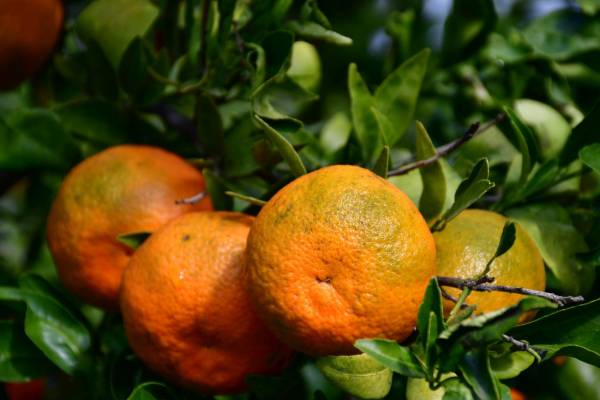 Πειραιάς: Δέσμευσαν τρεις τόνους μανταρίνια και πορτοκάλια