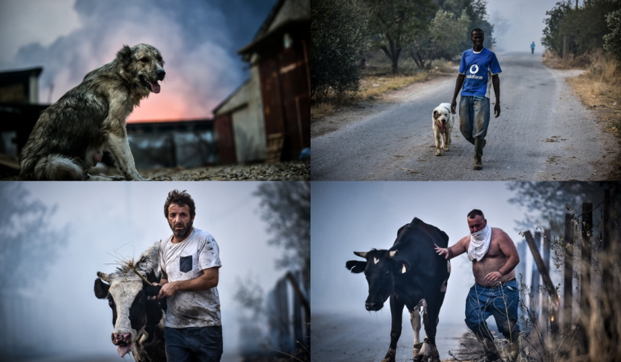 Φωτιά στη Μαγνησία: Δραματικές προσπάθειες για τη διάσωση ζώων (Φωτογραφίες)