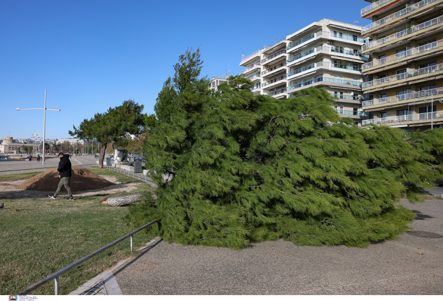 Θεσσαλονίκη: Έπεσαν δέντρα από τους ισχυρούς ανέμους - Φθορές σε αυτοκίνητα