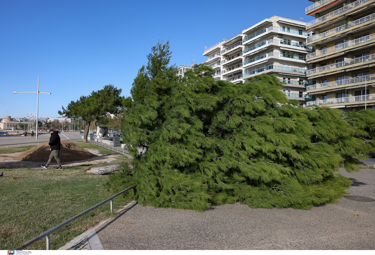 Θεσσαλονίκη: Έπεσαν δέντρα από τους ισχυρούς ανέμους - Φθορές σε αυτοκίνητα