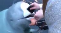 Φάλαινα επιστρέφει στην ιδιοκτήτρια κινητό που έπεσε στη θάλασσα (βίντεο)